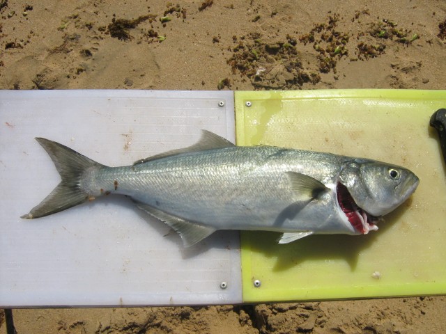 caught this and 5 others at white hills this arvo kept this one the rest went back round 55cm